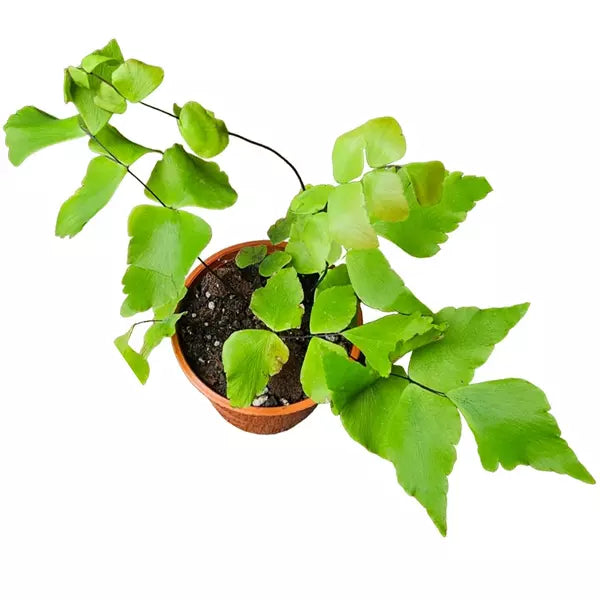 Adiantum Macrophyllum, Maidenhair Fern, Adantium Spp - Rare