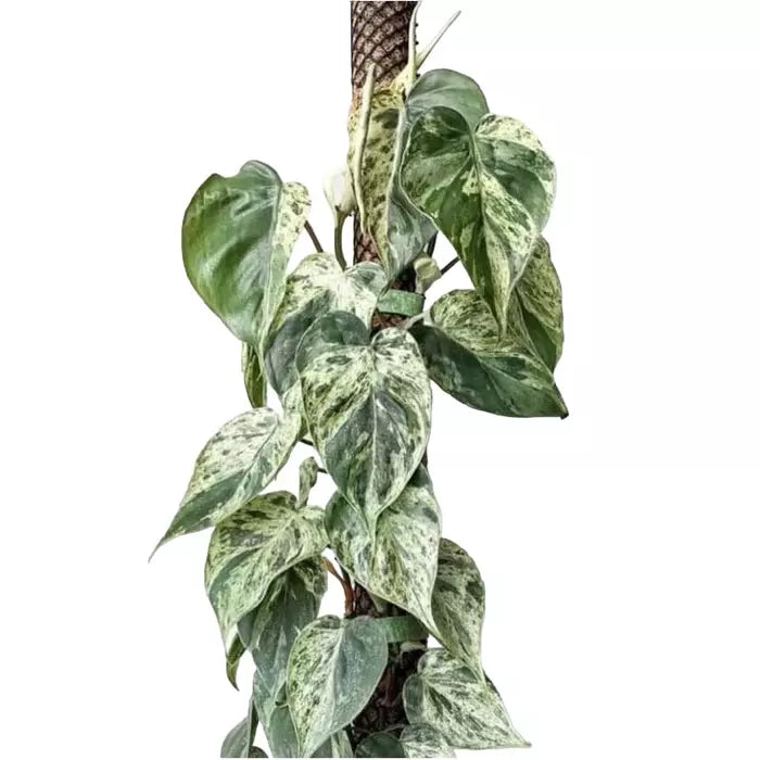 Philodendron Hederaceum Variegated- Rare