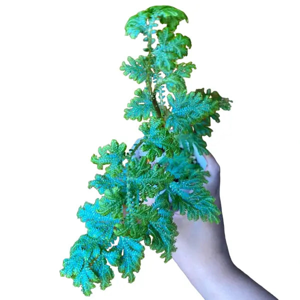 Blue Peacock Fern, Selaginella Willdenowii, Selaginella uncinata - Very Rare