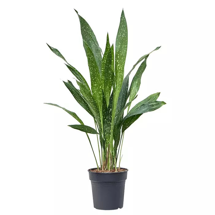 Aspidistra Milky Way - Rare