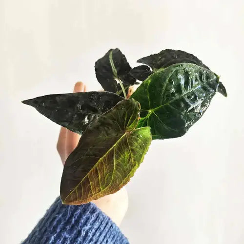 Syngonium Rayii - Rare