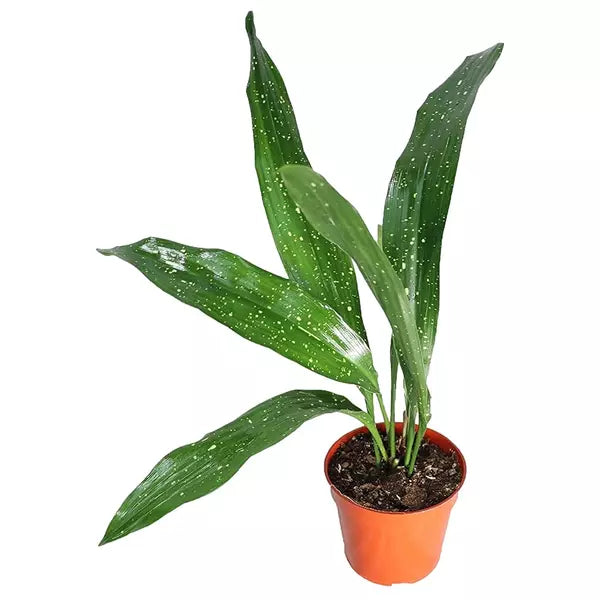 Aspidistra Milky Way - Rare