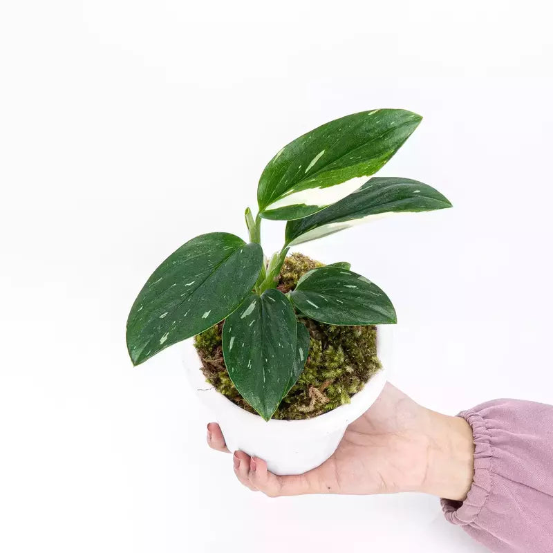 MONSTERA STANDLEYANA- Rare