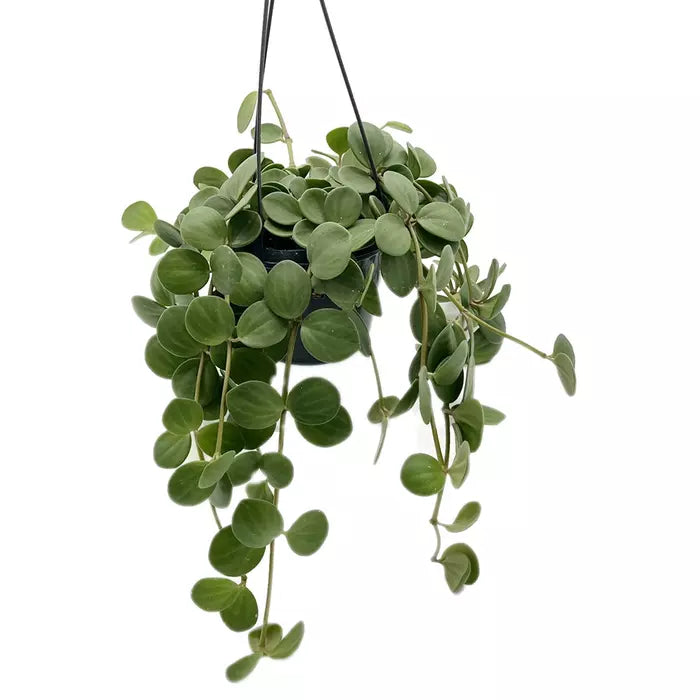 Peperomia Hope