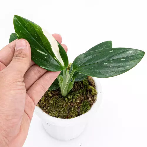 MONSTERA STANDLEYANA- Rare