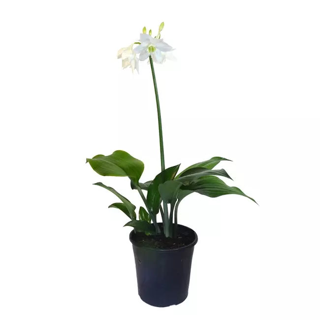 Urceolina Amazonica | Eucharis Grandiflora | Amazon Lily Plant