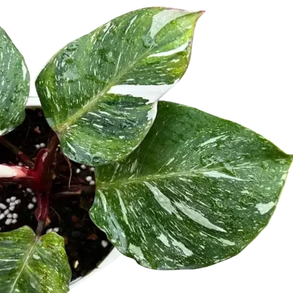 Philodendron White Knight Marble Variegated - Rare Plant