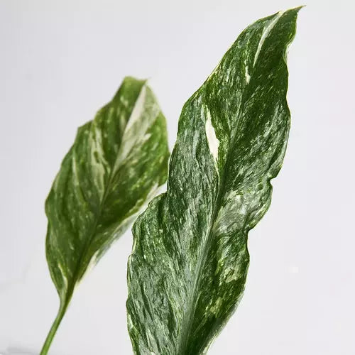 Spathiphyllum Domino, Variegated Peacelily