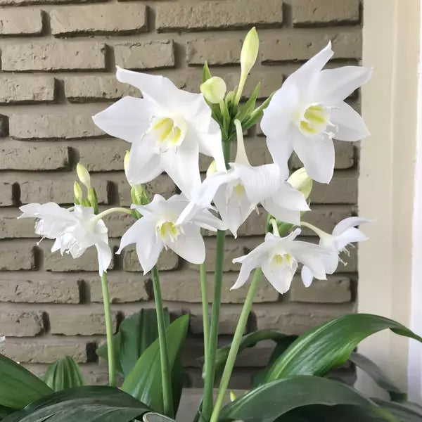 Urceolina Amazonica | Eucharis Grandiflora | Amazon Lily Plant