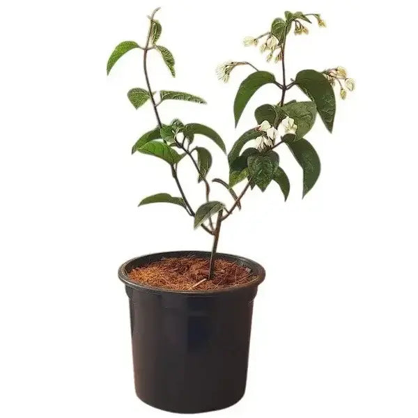 Bleeding Heart Vine White, Clerodendrum Thomsoniae Plant