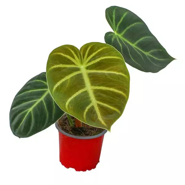 Philodendron Luxurians Radiante- Rare