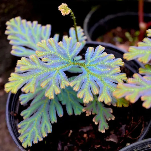 Selaginella siamensis "Hieron" - Super Rare