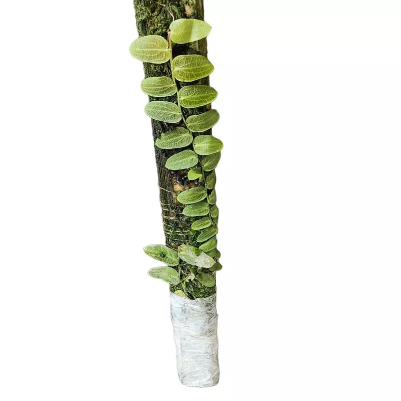 Marcgravia sp. Red - Umbellata