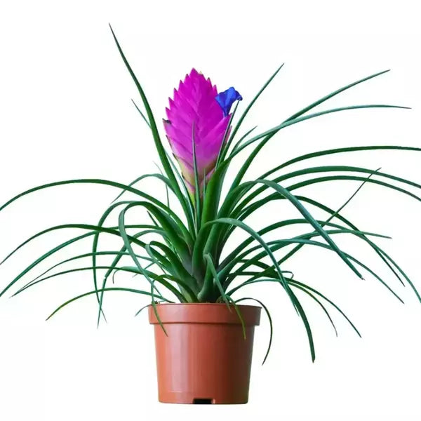 Pink Quill Wallisia Cyanea- Airplant - SINGLE