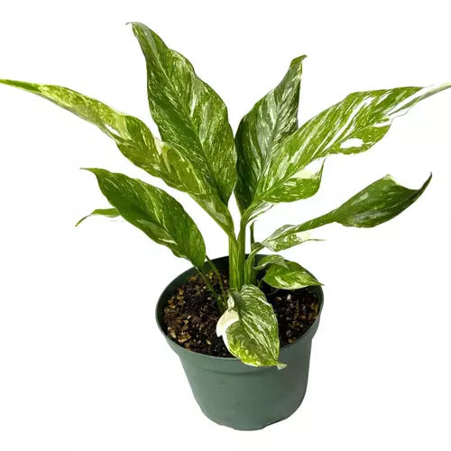 Spathiphyllum Domino, Variegated Peacelily