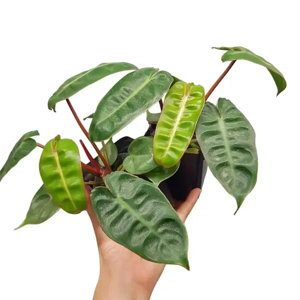 Philodendron Billietiae - Rare plant - SMALL
