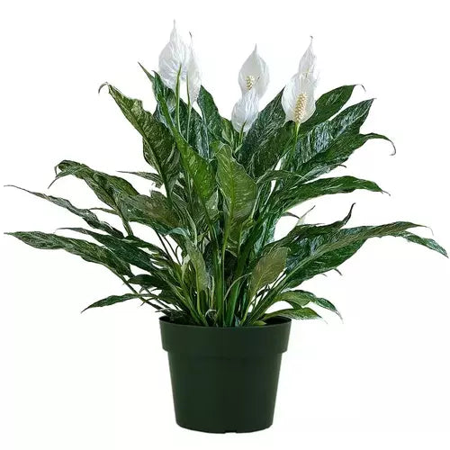 Spathiphyllum Domino, Variegated Peacelily