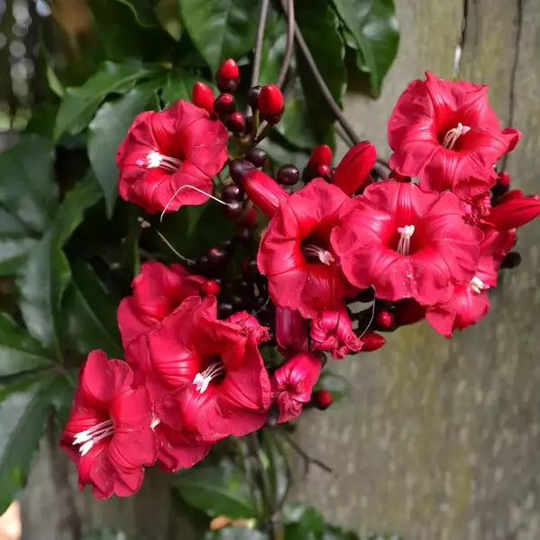 Cardinal Creeper, Ipomoea Horsfalliae