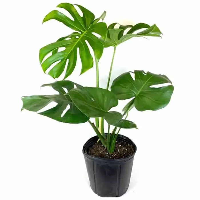 Monstera Deliciosa Live Plant - BIG
