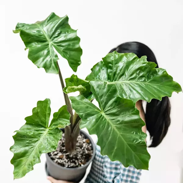 Alocasia Low Rider - Rare