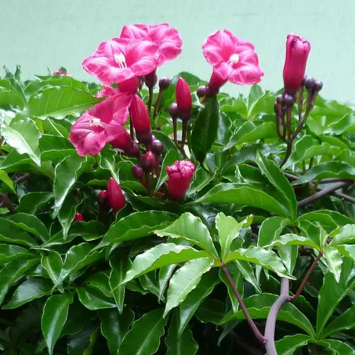 Cardinal Creeper, Ipomoea Horsfalliae
