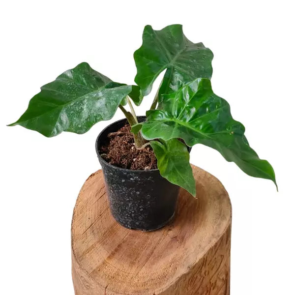 Alocasia Low Rider - Rare