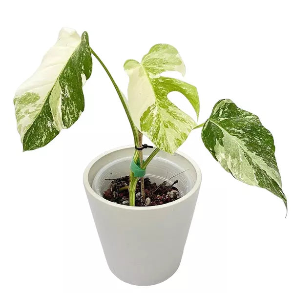 Monstera Albo - Rare - SMALL