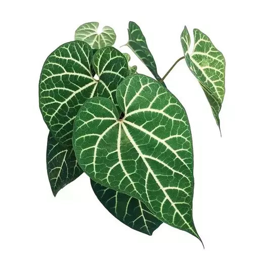 Aristolochia Leuconeura - Rare Plant