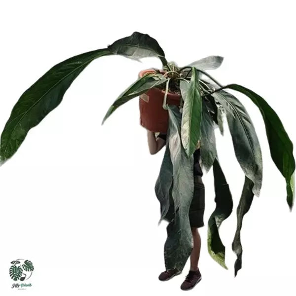 Anthurium 'Big Bill' - Rare