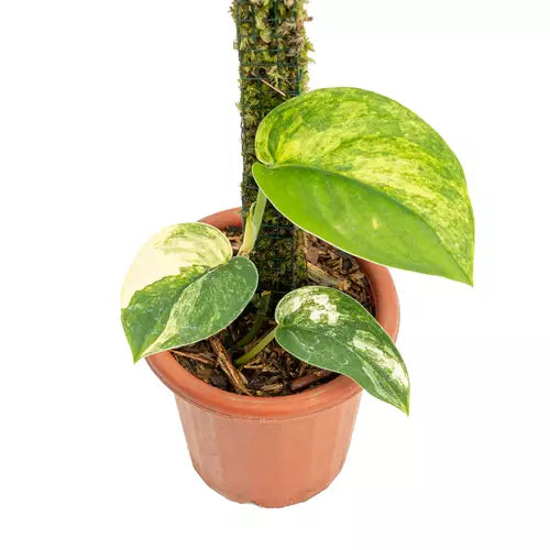 SCINDAPSUS JADE SATIN AUREA VARIEGATED