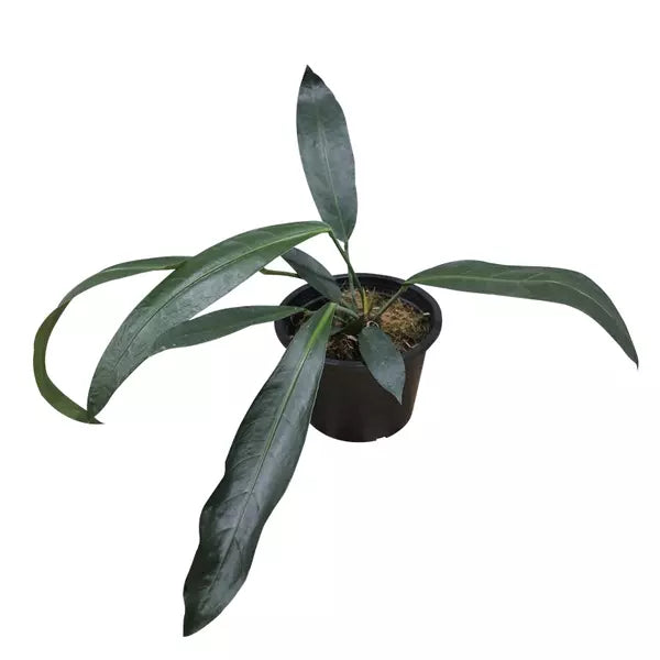 Anthurium 'Big Bill' - Rare