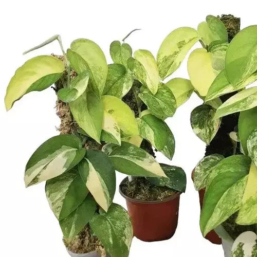 SCINDAPSUS JADE SATIN AUREA VARIEGATED