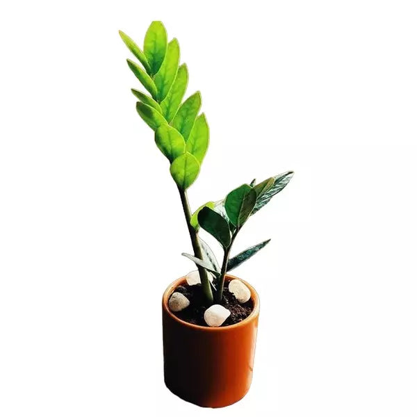 Zamioculcas Zamiifolia, ZZ Plant