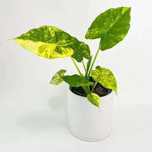 Alocasia Gageana Aurea Variegated- Rare
