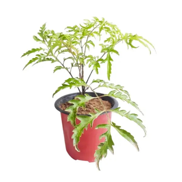 Parsley Aralia | Polyscias Crispata | Polyscias fruticosa