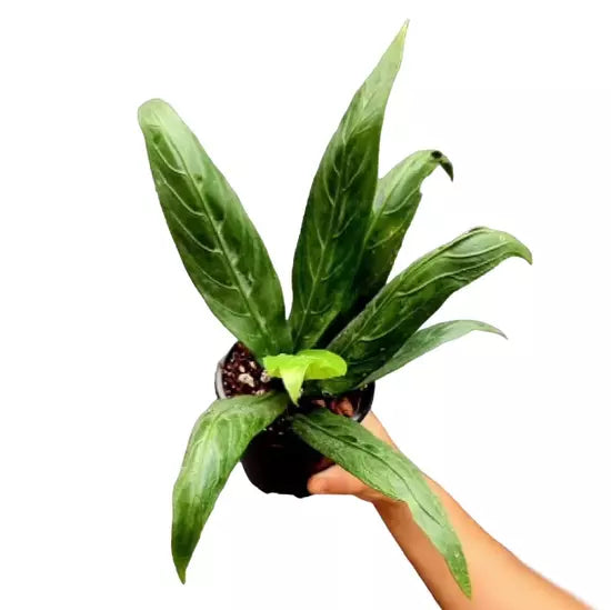 Anthurium Angel Wings Plant- Rare