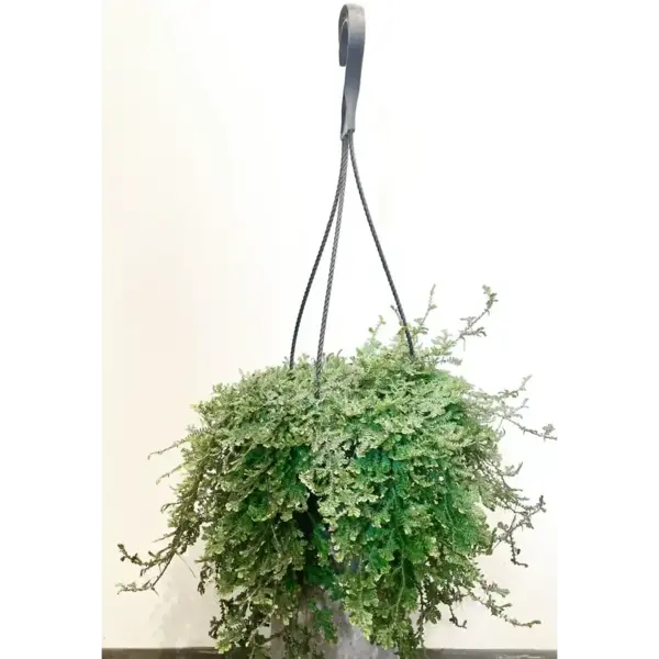 Selaginella Uncinata, Blue Spikemoss, Peacock Fern - Creeper