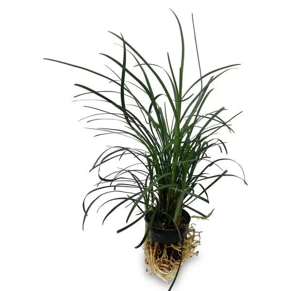 Ophiopogon Japonica plant (Mondo Grass)