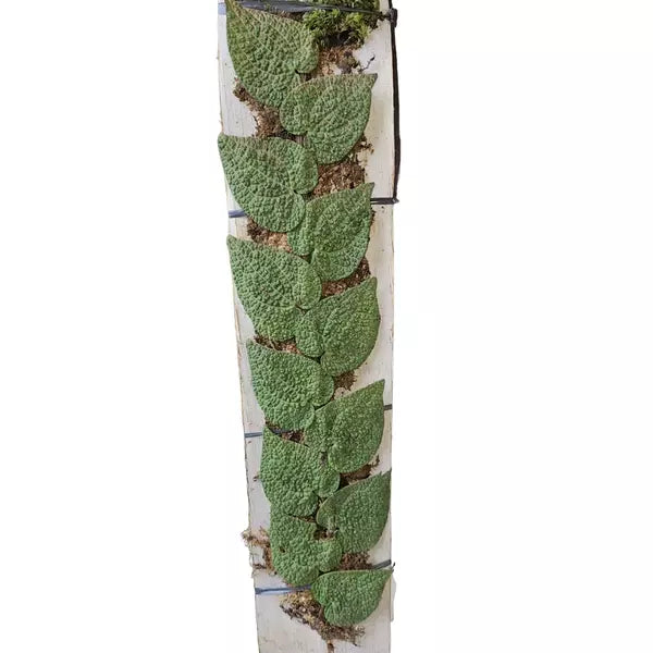 Piper SP Borneo - Super Rare