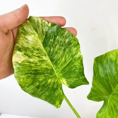 Alocasia Gageana Aurea Variegated- Rare