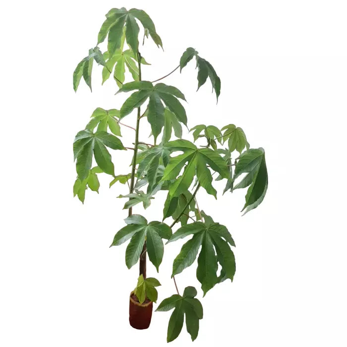 Cochlospermum Religiosum (Golden Silk Cotton tree)