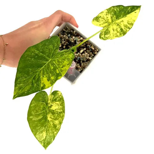 Alocasia Gageana Aurea Variegated- Rare