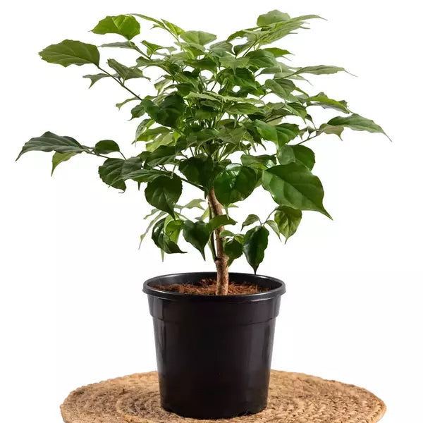 China Doll, Radermachera Sinica