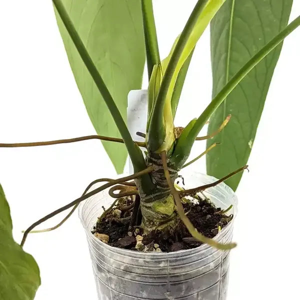 anthurium esmeralda Anthurium Warocqueanum 'Esmeralda'