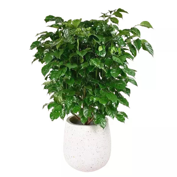 China Doll, Radermachera Sinica