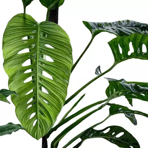 Monstera Lechleriana - Rare