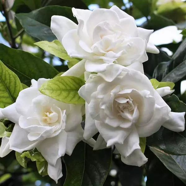 Gardenia ,Gandharajan plant