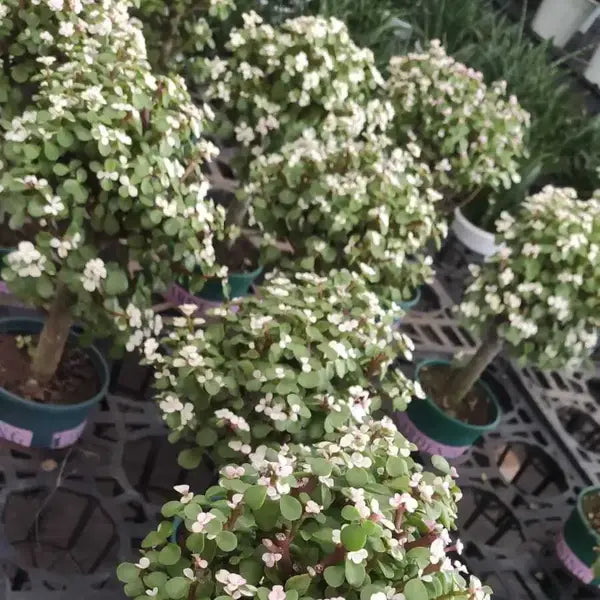 Pink Jade Bonsai- New Arrival