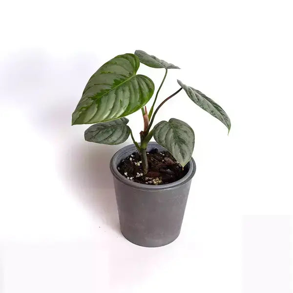 Philodendron Sodiroi - Rare