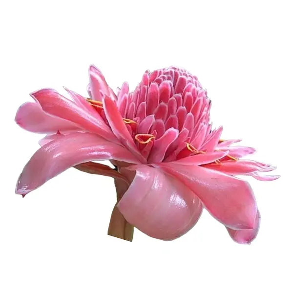 PINK TORCH GINGER
